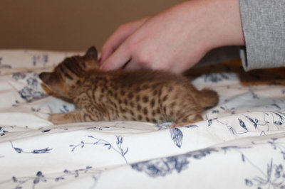 Nice spots