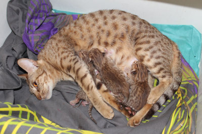 Newborn kittens