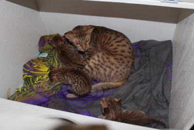 Kitties 2 weeks old with Naboo