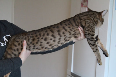 Big boy