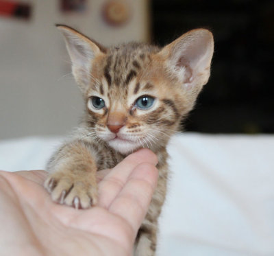 Cutiepie