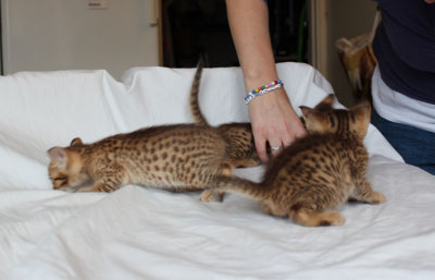 Spots all over