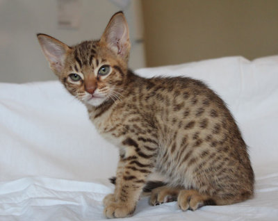 Sebulba 9 weeks old