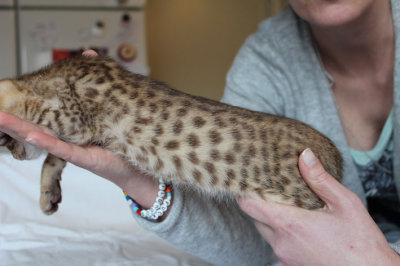 Very nice! Wellscattared & big spots in a warm color