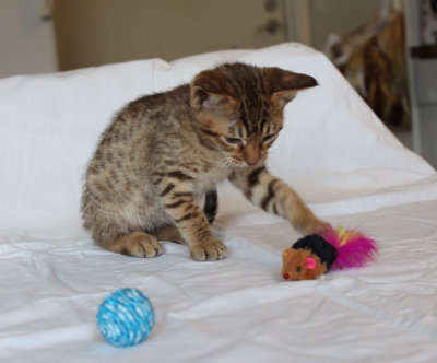 Oh toys!