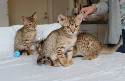 The litter 9 weeks old