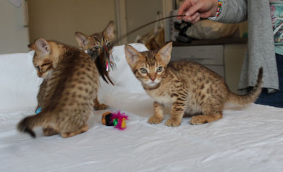 Playtime