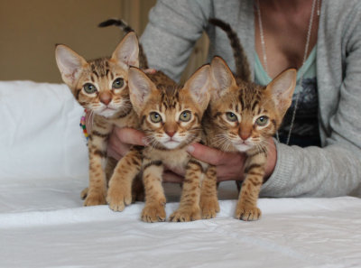 Lumiya, Zam & Sebulba