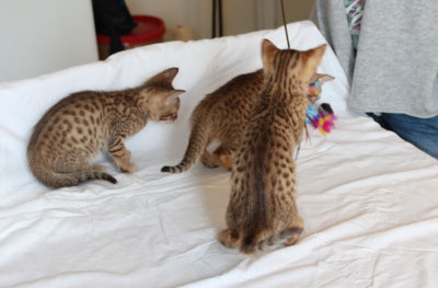 Spots all over