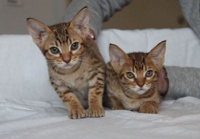 Lumiya & Zam, the sisters