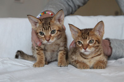 Lumiya & Zam