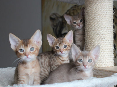 The litter 7 weeks old
