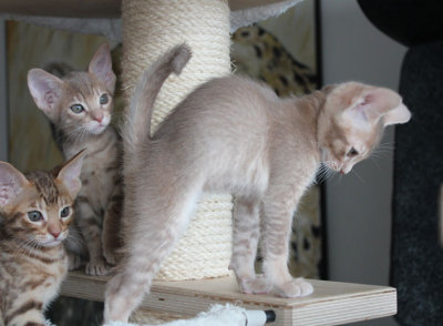 Typical sis! Showing of her elegant abygenes!