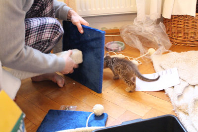 Assembling the new scratching post