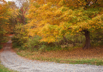 487, Autumn at Ward Pound RIdge