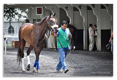 Horse Walk