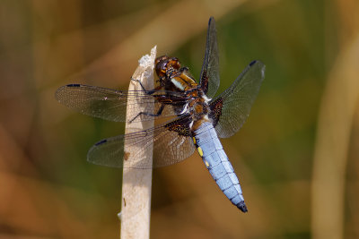 MACRO E DINTORNI