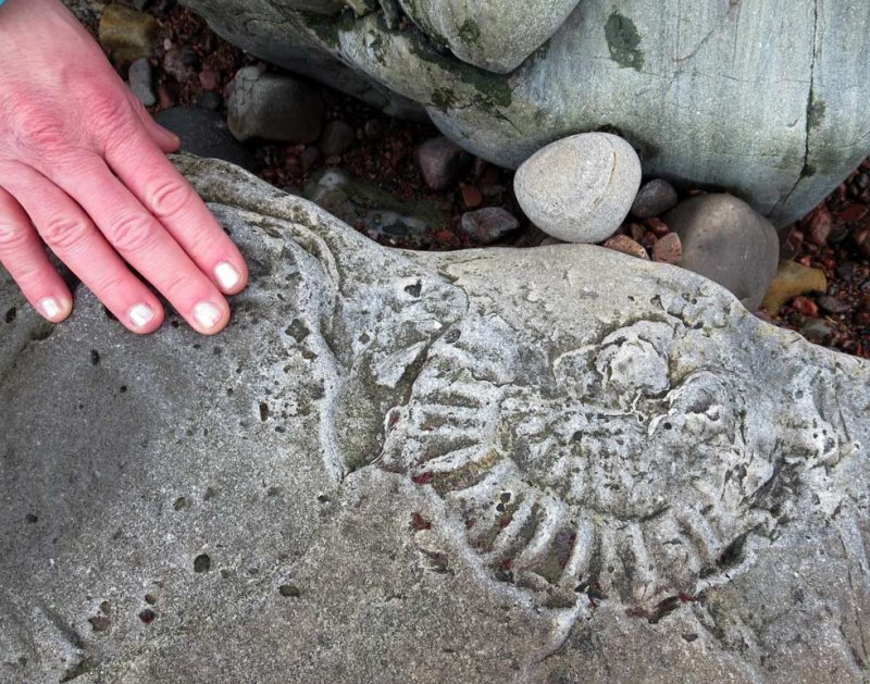 Feb 14 Ammonite on the Eathie coast near home