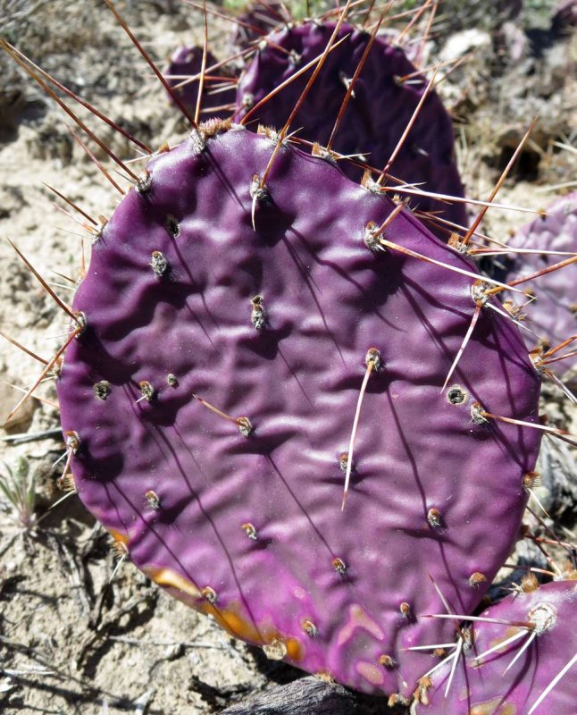 Prickly pear