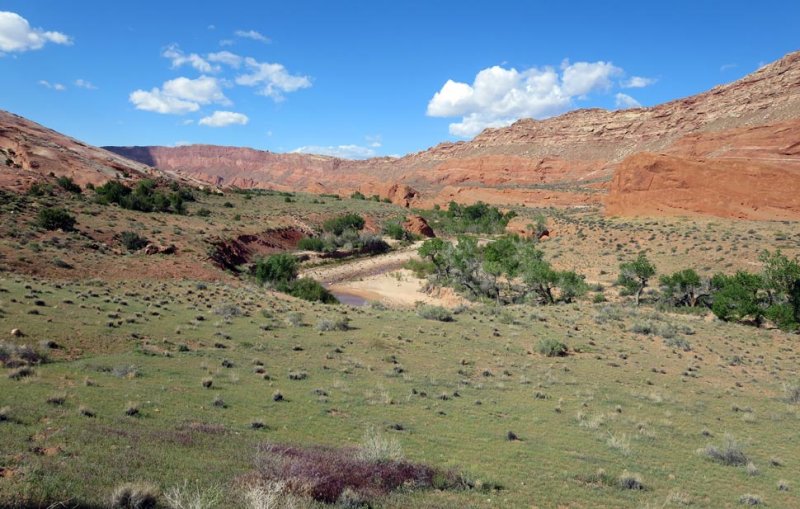 Green sage meadows in Halls Creek