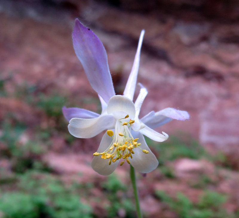 Columbine
