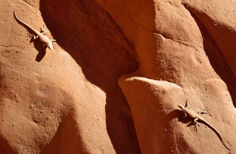Two lizards face off in Hurricane Wash