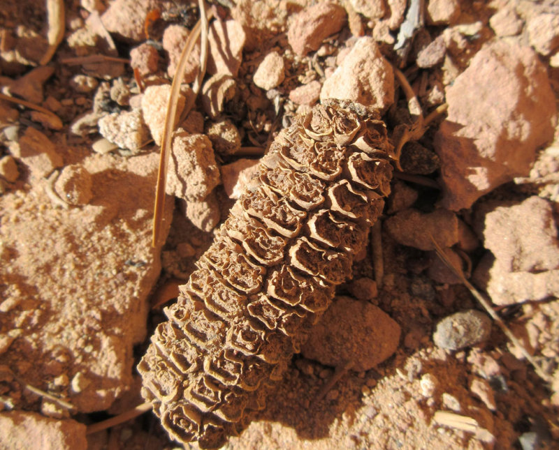 Salt Creek canyon Big ruin corn