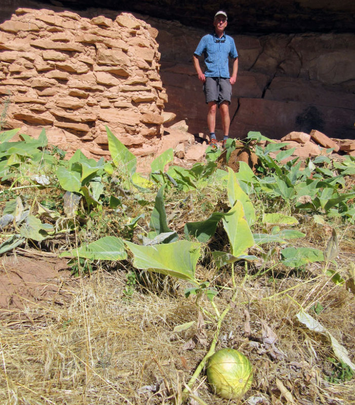 Salt Creek canyon Squash still growing below the ruin