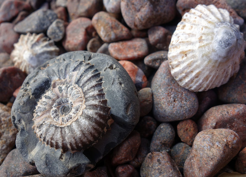 Feb 17 An ammonite on Eathie coast