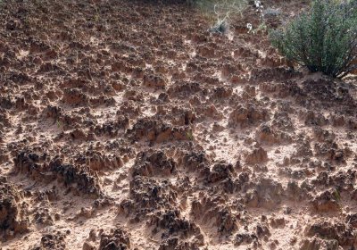 Cryptobiotic soils