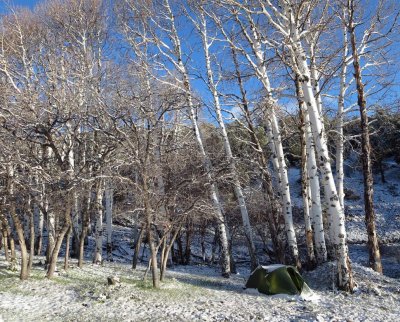 We camp beneath aspens in snow