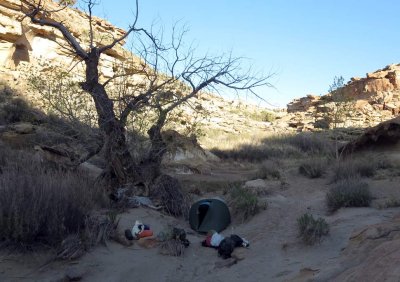 Campsite in Swap Canyon wash (hoping we don't get any overnight rain!)