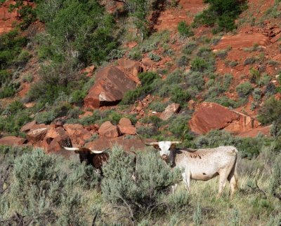 Longhorn cattle grazing on the Paria made for some dodgy water