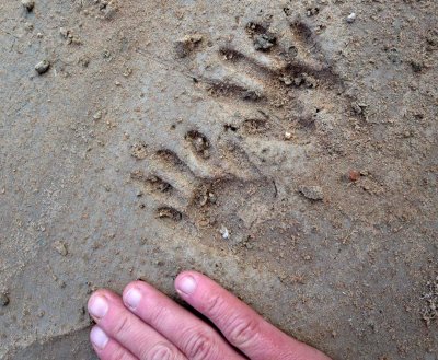 Footprints in the river mud- racoon?