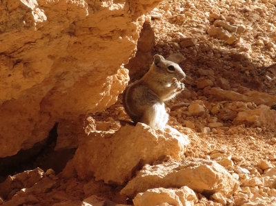 Ground Squirrel