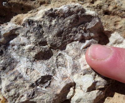 Crinoids in Buckskin Gulch