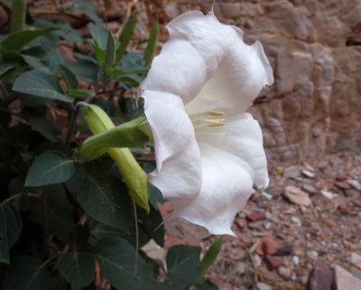 Datura flowering in the depths of 75 mile canyon