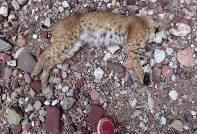 A recently dead bobcat- we reckoned it had fallen off the cliff