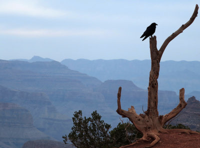 A raven on the lookout for food