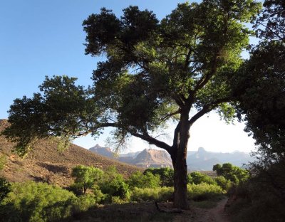 Cottonwood at Indian Garden- descending the South Kiabab Trail, Grand Canyon