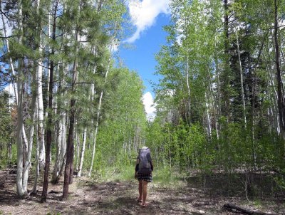 Aspens on the Kiabab plateau
