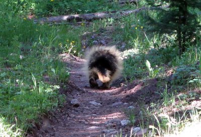 Porcupine waddles down the trail