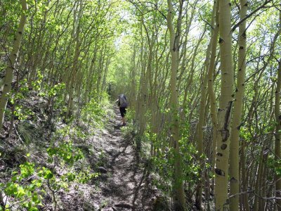 Green aspen groves