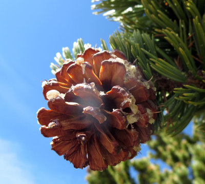 Bristlecone pine cone