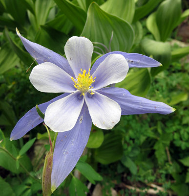 Columbine