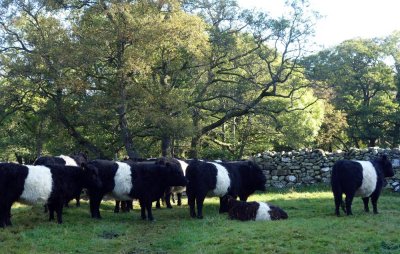 Part I Belted Galloway's