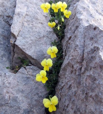 Gigilos plants in limestone crevaces