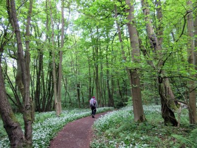 Part II Woods thick with wild onion past Richmond