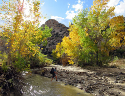 Escalante-Death Hollow: Our start in the autumnal cottonwoods of Escalante river 