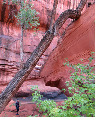 Silver Falls-Choprock Loop: Neon Canyon